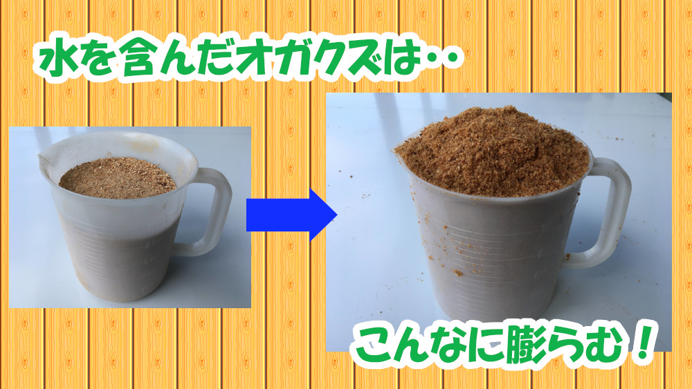水を含んで膨らんだオガクズ